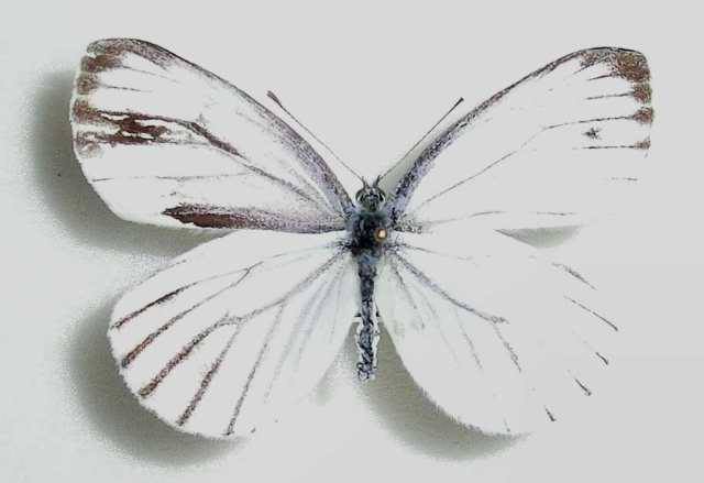 Artogeia dulcinea pseudonapi Gynandromorph (Hokkaido Japan) (Internet Image property of respective owner, non-commercial use only)